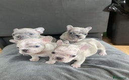 French Bulldog dogs for stud: Amazing merle male for stud - Image 8