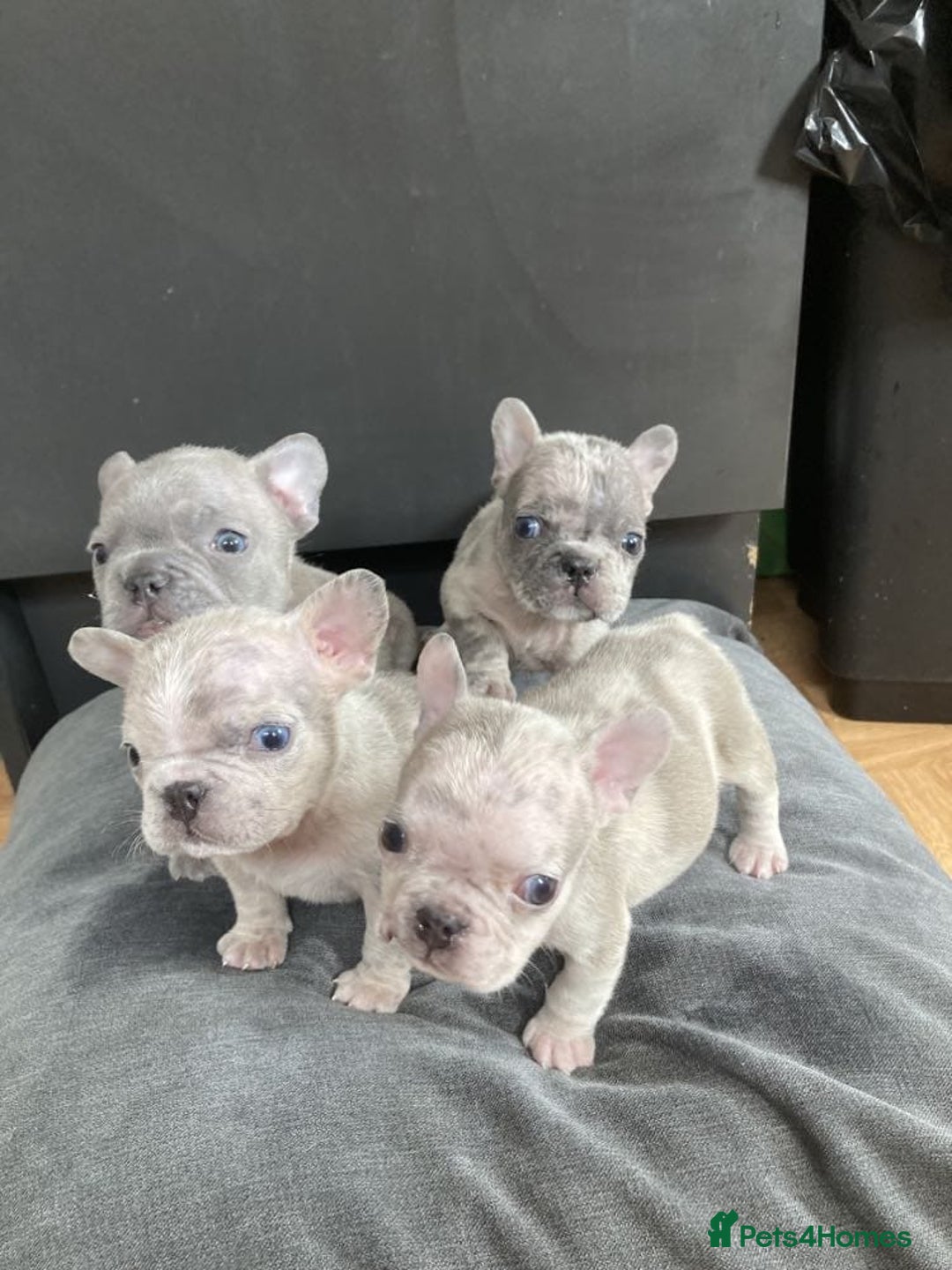 French Bulldog dogs for stud: Amazing merle male for stud - Image 8