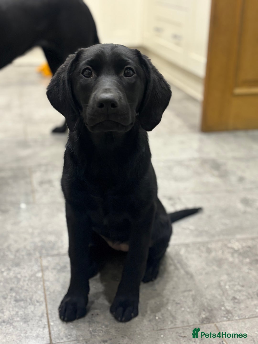 Labrador Retriever dogs for stud: Fully health tested, proven black carrying choc - Advert 6