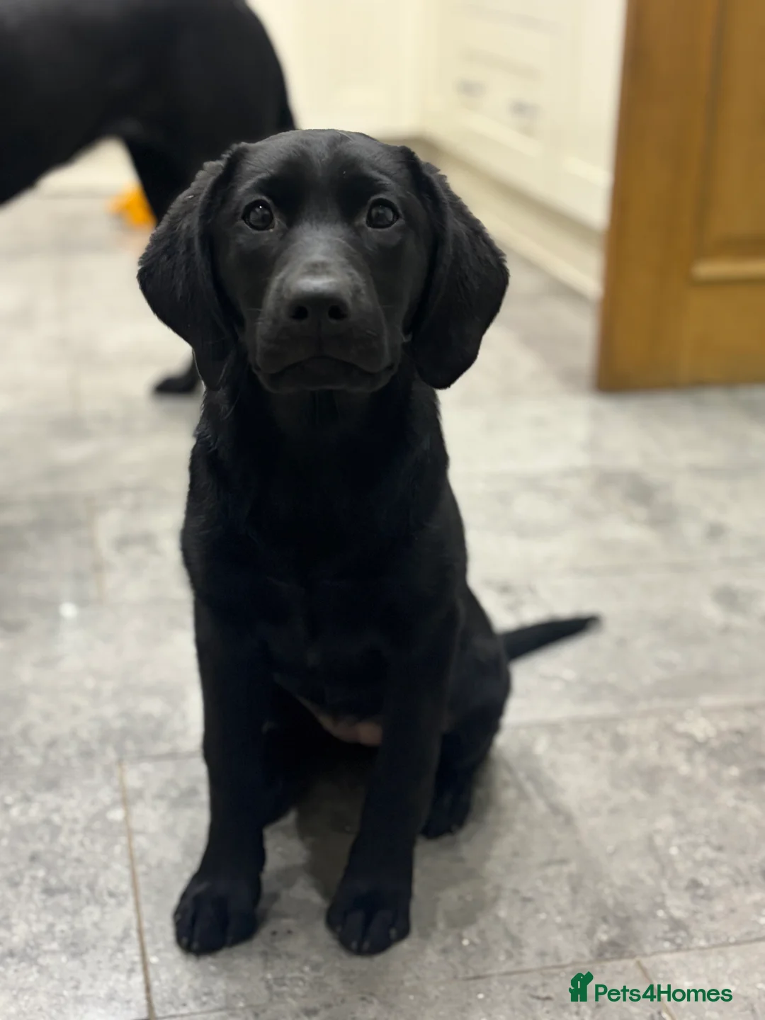 Labrador Retriever dogs for stud: Fully health tested, proven black carrying choc - Advert 6