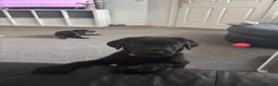 Sheprador dogs for sale: Stunning Jet Black Pups - Advert 7