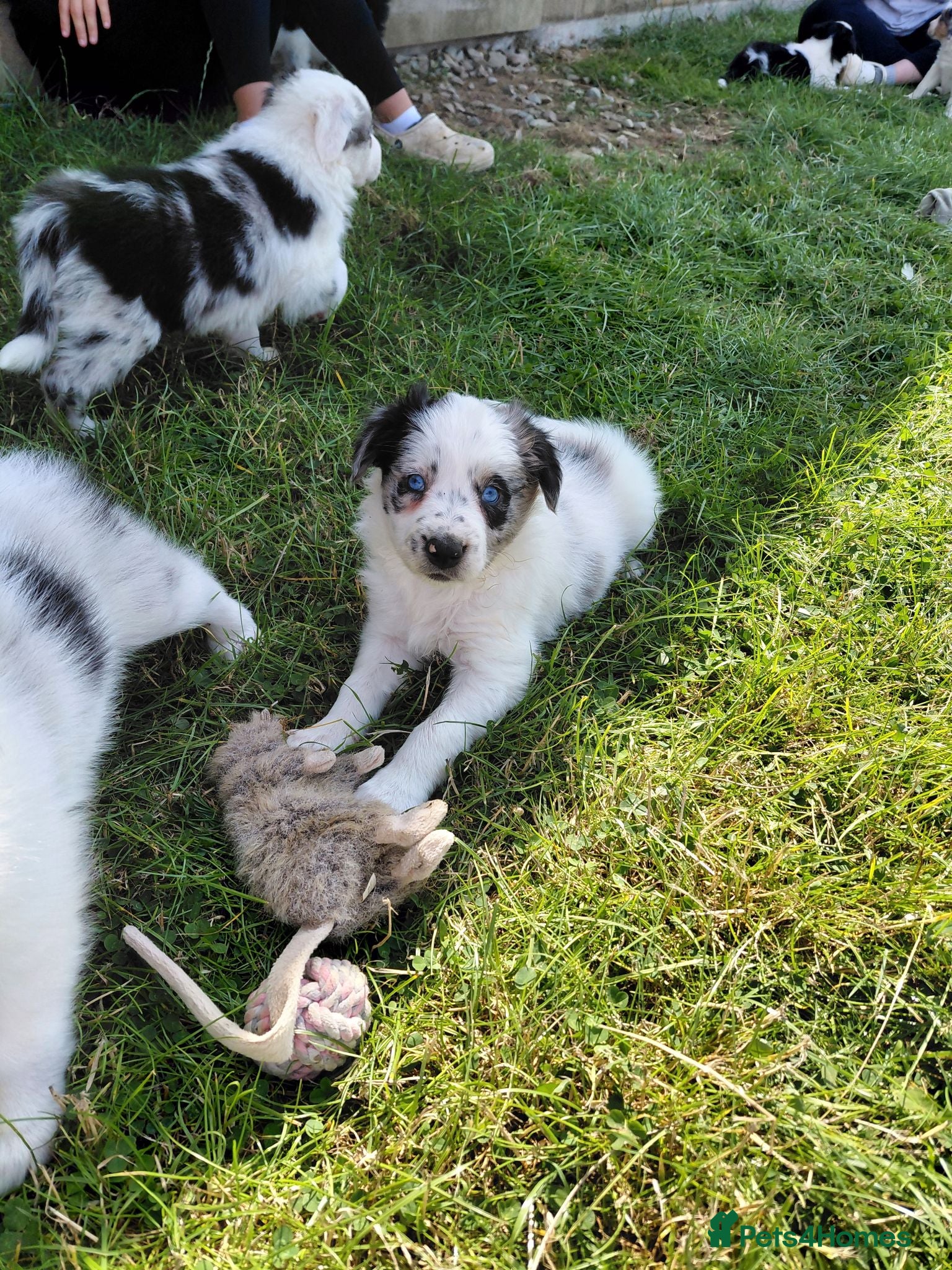 Border Collie dogs Quality farm reared border collies  - Advert 2