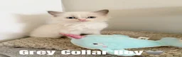 Ragdoll cats for sale: Five Beautiful Ragdoll Kittens Now Available🤍 - Advert 5