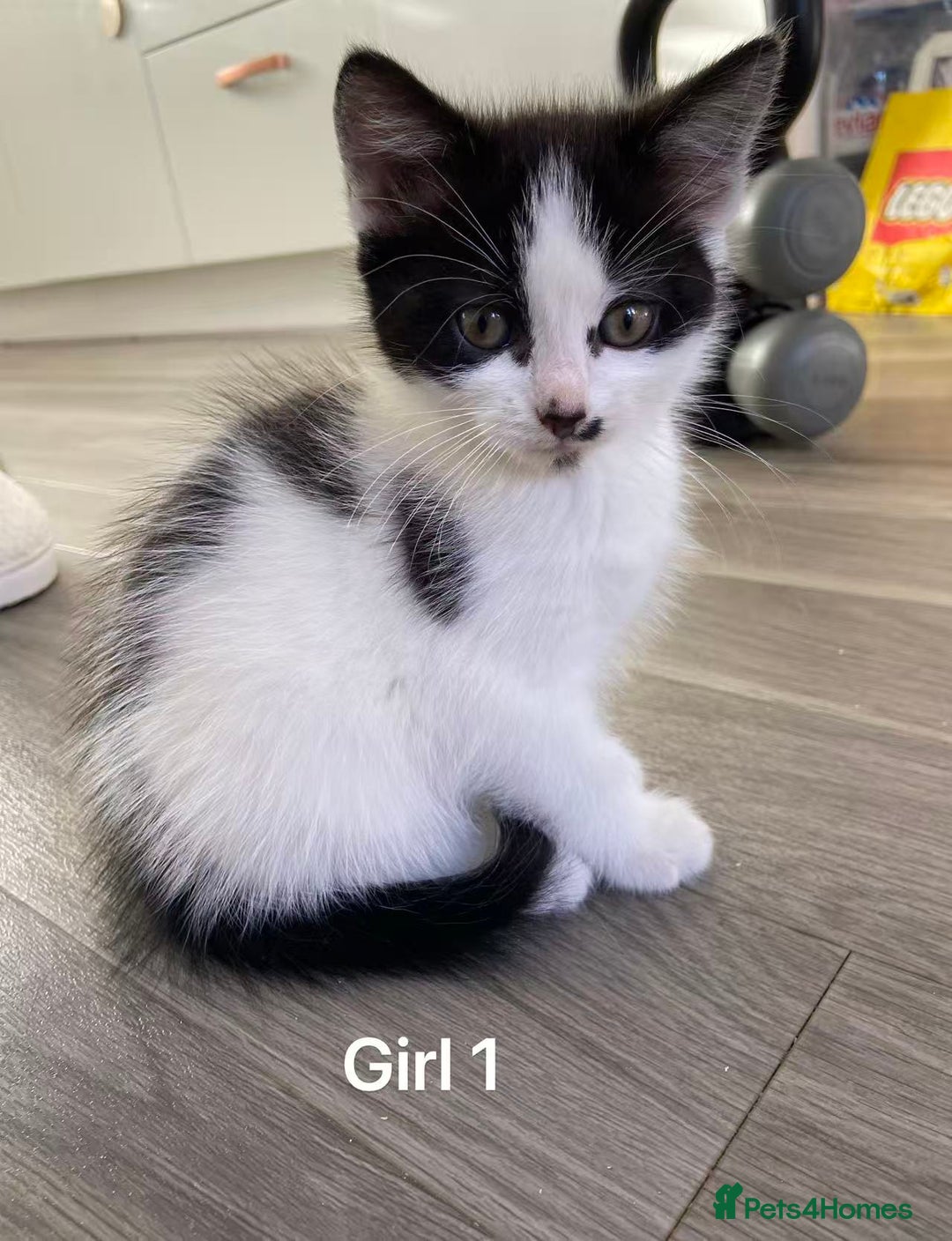 Mixed Breed cats for sale: Cute kittens and mom looking for a good home - Advert 18