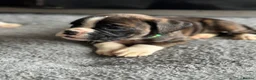 Boxer dogs for sale: Beautiful Kc boxer puppies  - Advert 25