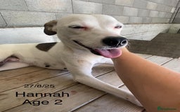 Mixed Breed dogs for adoption: Hannah, 2-3 yrs old. Available for adoption. - Image 4