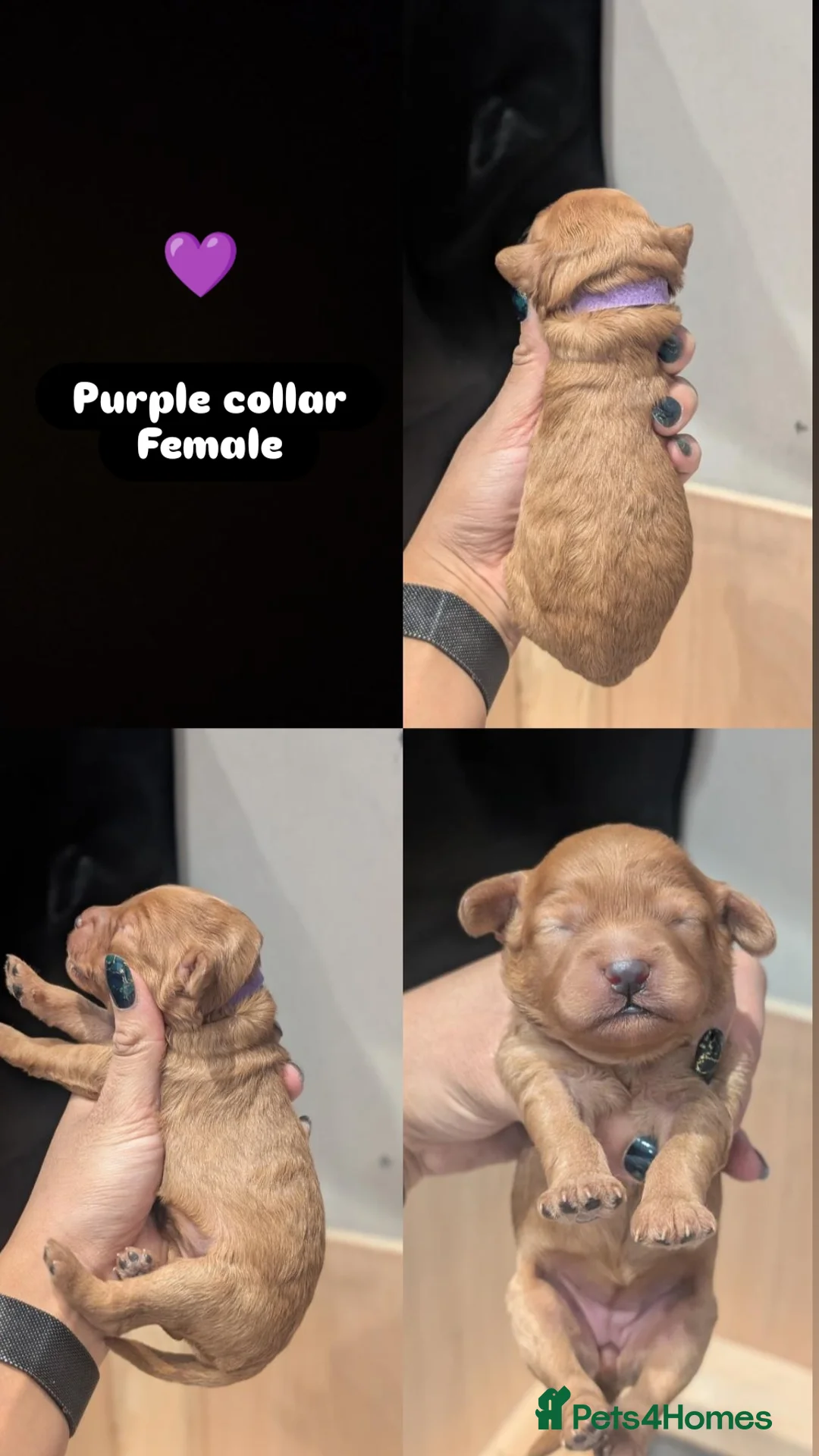 Goldendoodle dogs for sale: Miniature goldendoodle puppies   - Advert 19