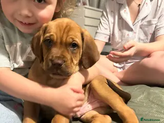 Mixed Breed dogs Bullmastiff × Sprocker Spaniel Puppies 9 Pups - Advert 3