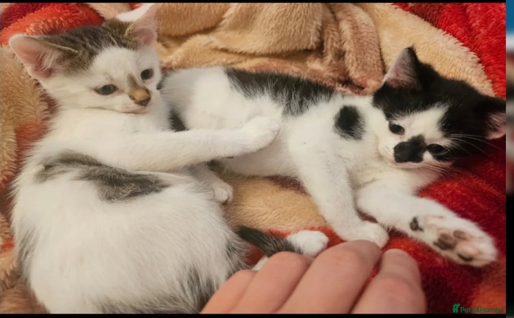Mixed Breed cats - Advert 8