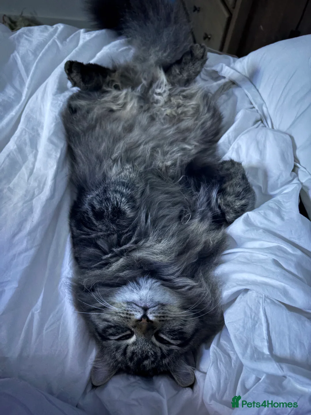 Siberian cats for sale: Softest Siberian 11 months old - Advert 4