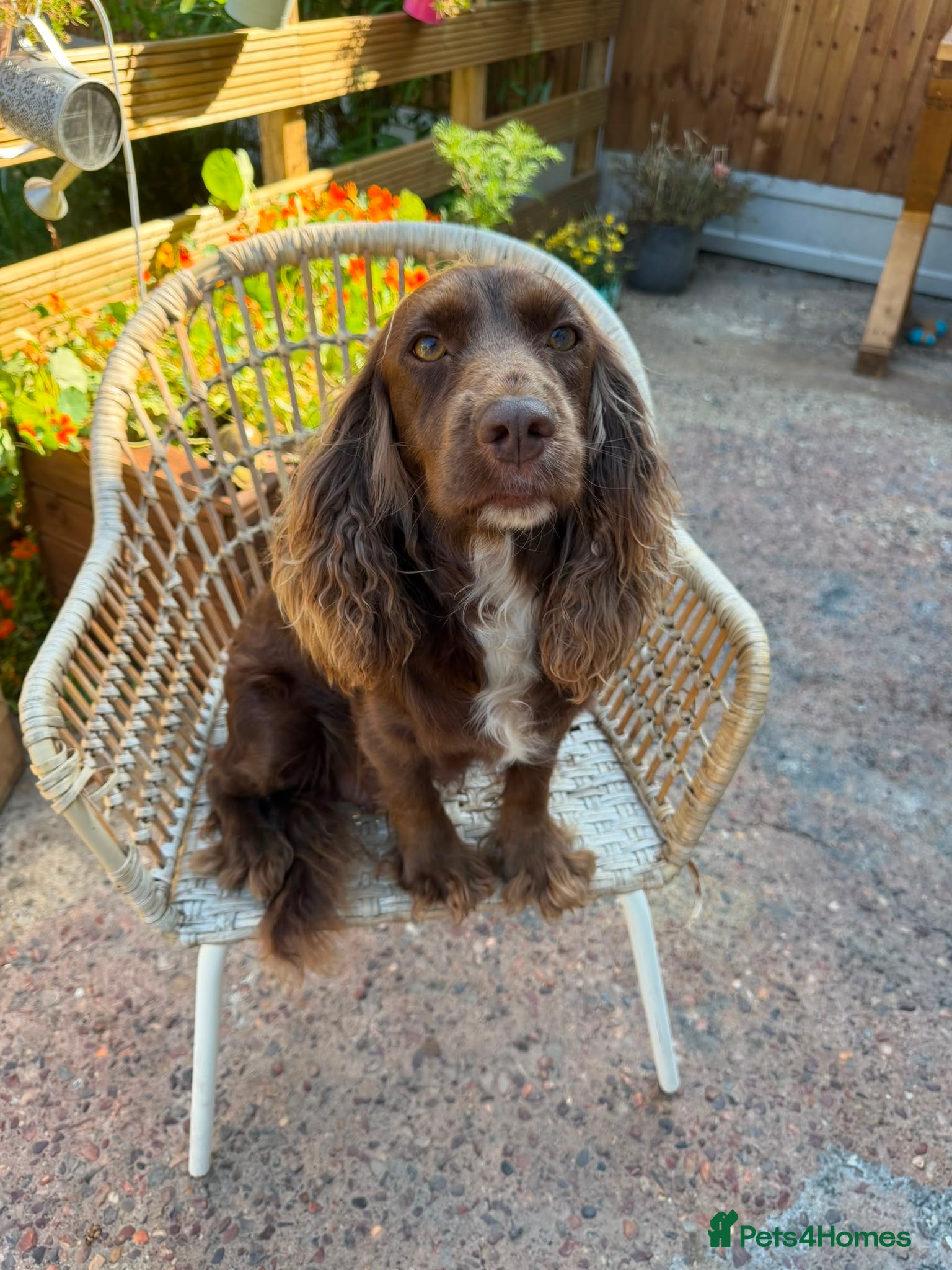 Cockapoo dogs Cockapoo - Advert 4