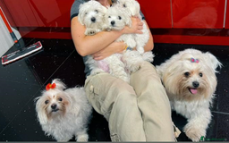 Maltese dogs for sale: Purebred Maltese Puppies for Sale - Image 11