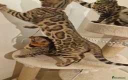 Bengal cats for sale:  🌟 Stunning Bengal Kittens  🌟 🥰🥰 - Image 15