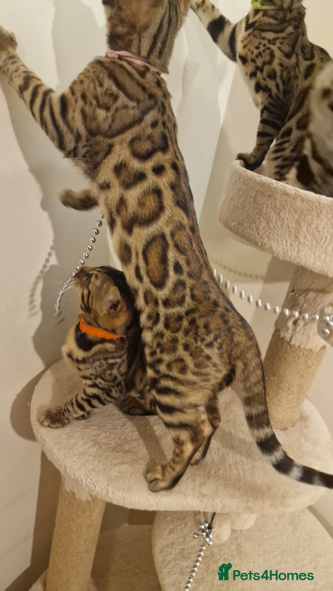 Bengal cats for sale:  🌟 Stunning Bengal Kittens  🌟 🥰🥰 - Image 15