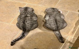 Scottish Fold cats for sale: Loving home wanted for 2 Scottish Fold boys - Image 10