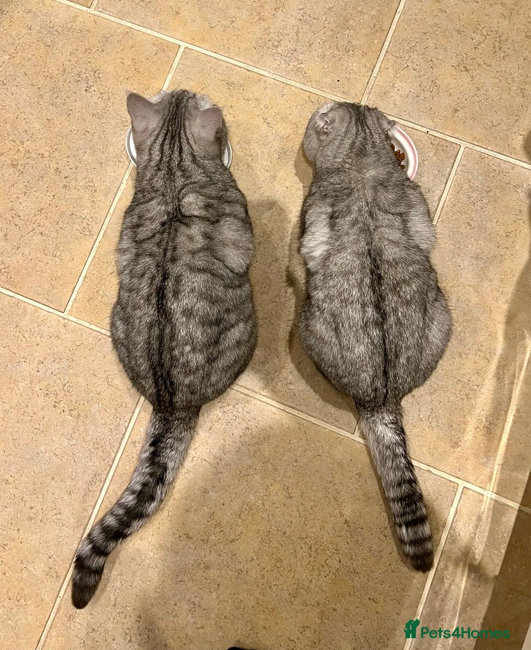 Scottish Fold cats for sale: Loving home wanted for 2 Scottish Fold boys - Image 10