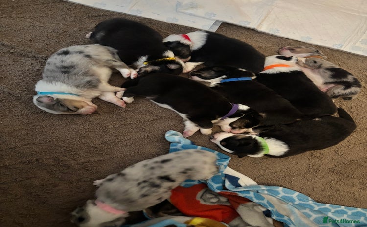 Australian Shepherd dogs - Advert 1