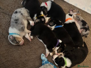 Australian Shepherd dogs - Advert 12