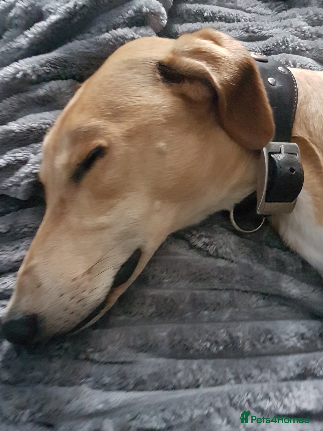 Mixed Breed dogs for sale: Saluki greyhound male  - Advert 4