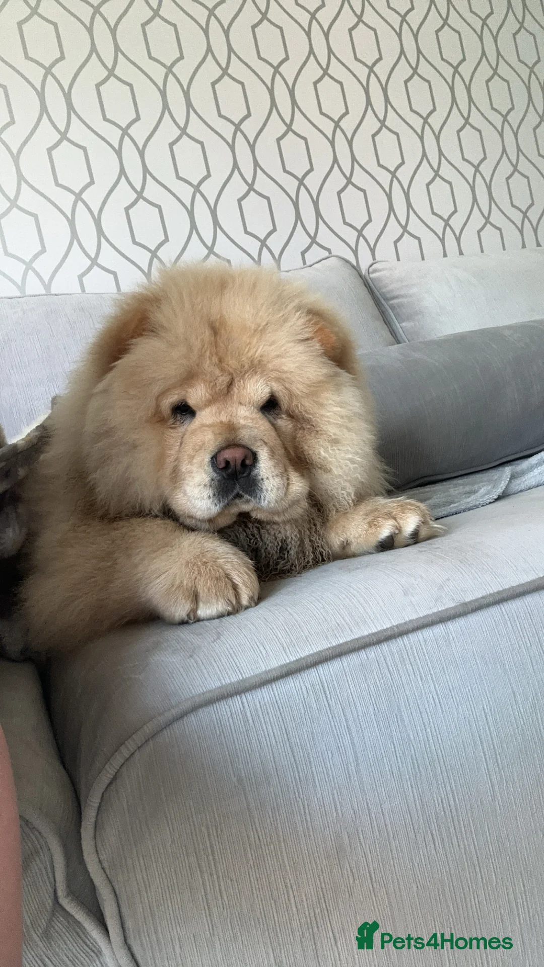 Chow Chow dogs for sale: KC Registered Female Chow Chow  - Advert 1