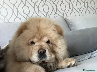 Chow Chow dogs KC Registered Female Chow Chow - Advert 2