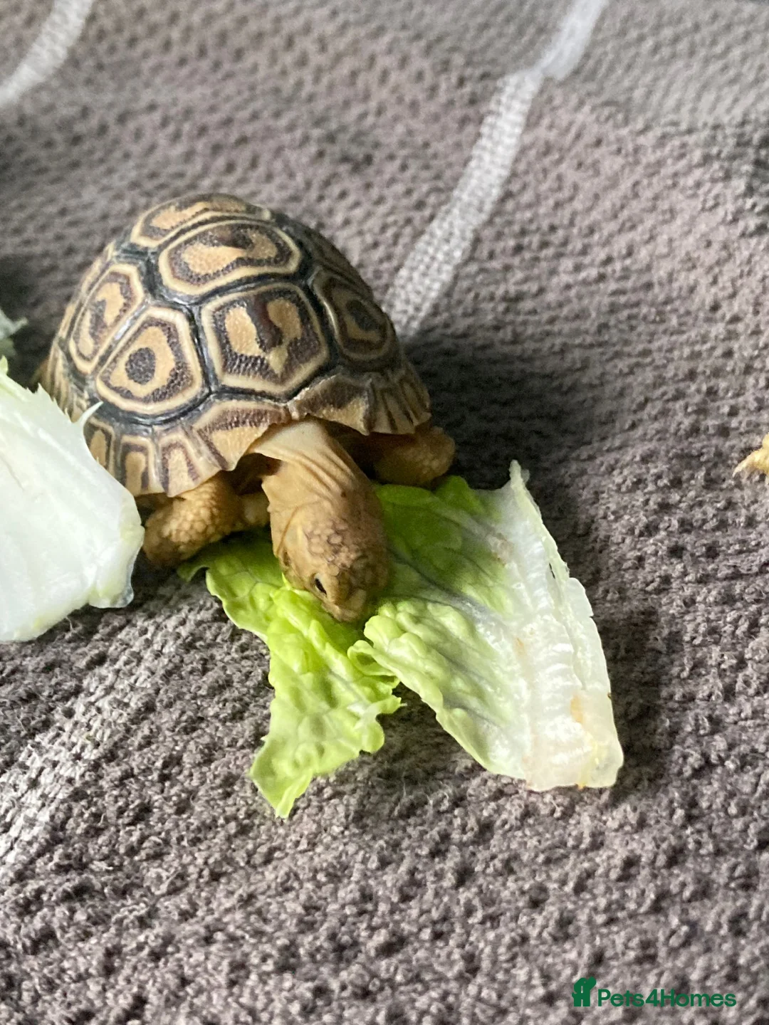 Tortoise reptiles for sale: African leopard tortoises - Advert 2