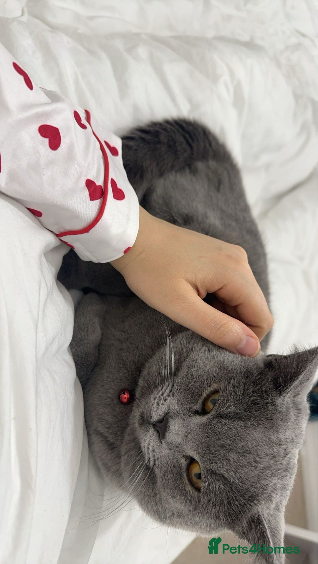 British Shorthair cats for sale: British short hair  - Image 11