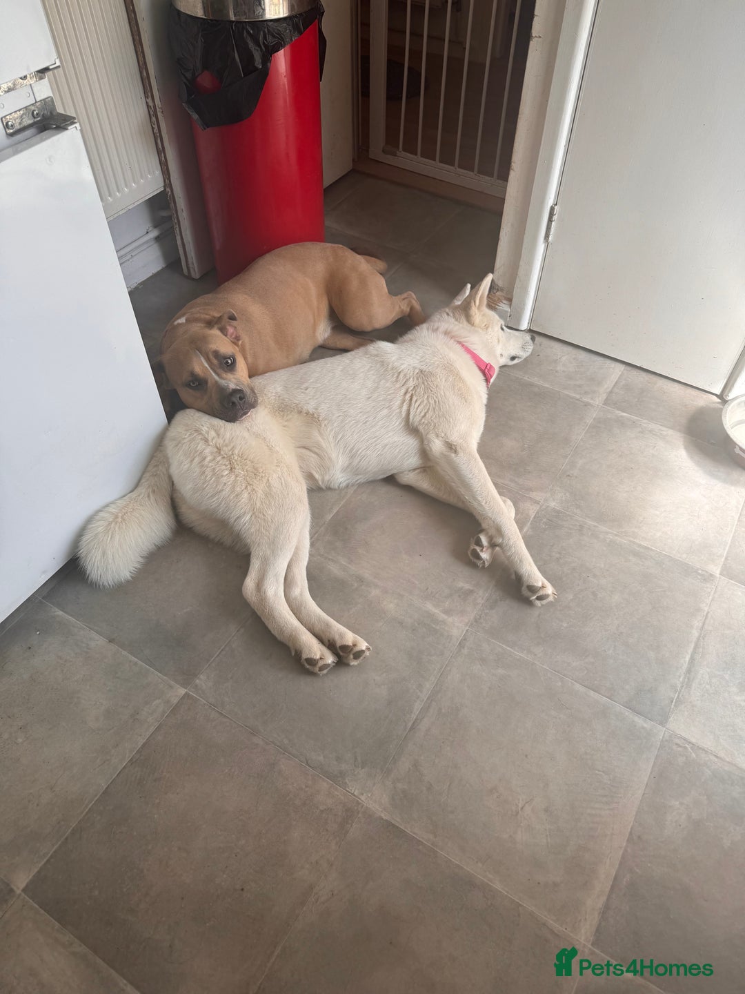 Mixed Breed dogs for sale: Snowy - Image 4
