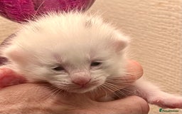 British Longhair cats for sale: 2 adorable kittens looking for their forever home - Image 19