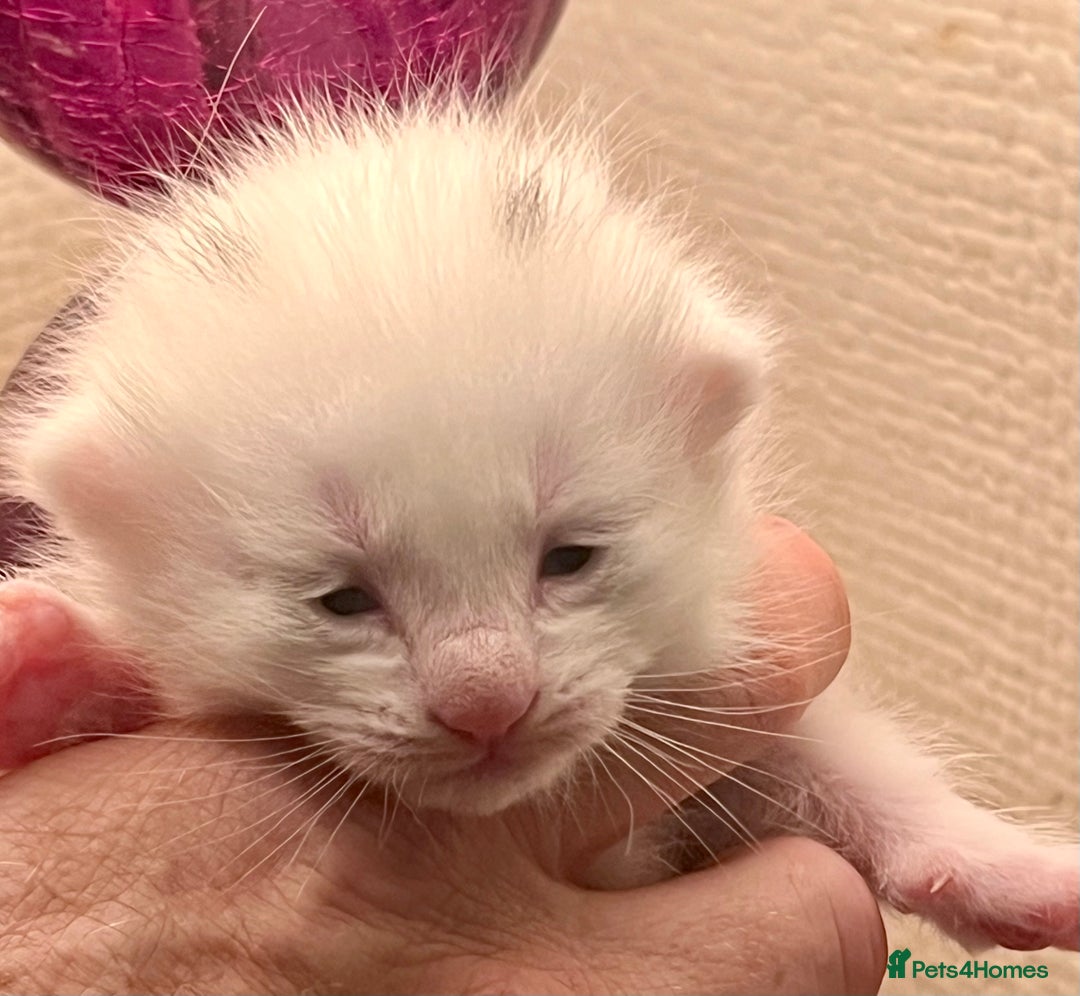 British Longhair cats for sale: 2 adorable kittens looking for their forever home - Image 19