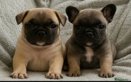 French Bulldog dogs for sale: 2 adorable french bulldogs-ready soon💓💙 - Image 6
