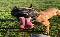 Belgian Shepherd Dog dogs for sale:  Loving Home Wanted for Reiya - Belgian Malinois - Image 5