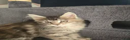 Maine Coon cats for sale:  🐾❤️ BEAUTIFUL MAINE COON KITTENS  ❤️🐾 - Advert 6