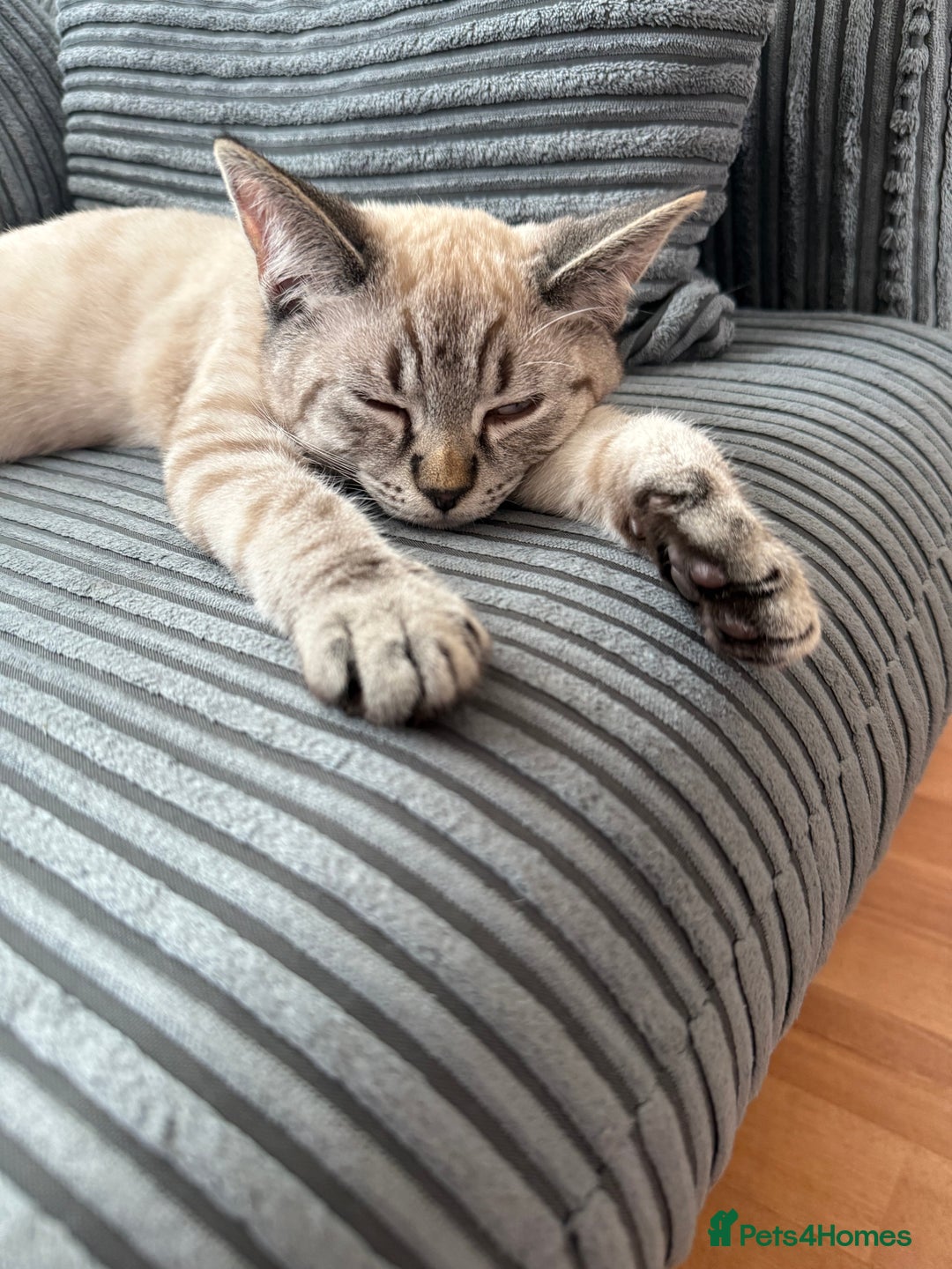 British Shorthair cats for sale: British Shorthair Boy - Image 5
