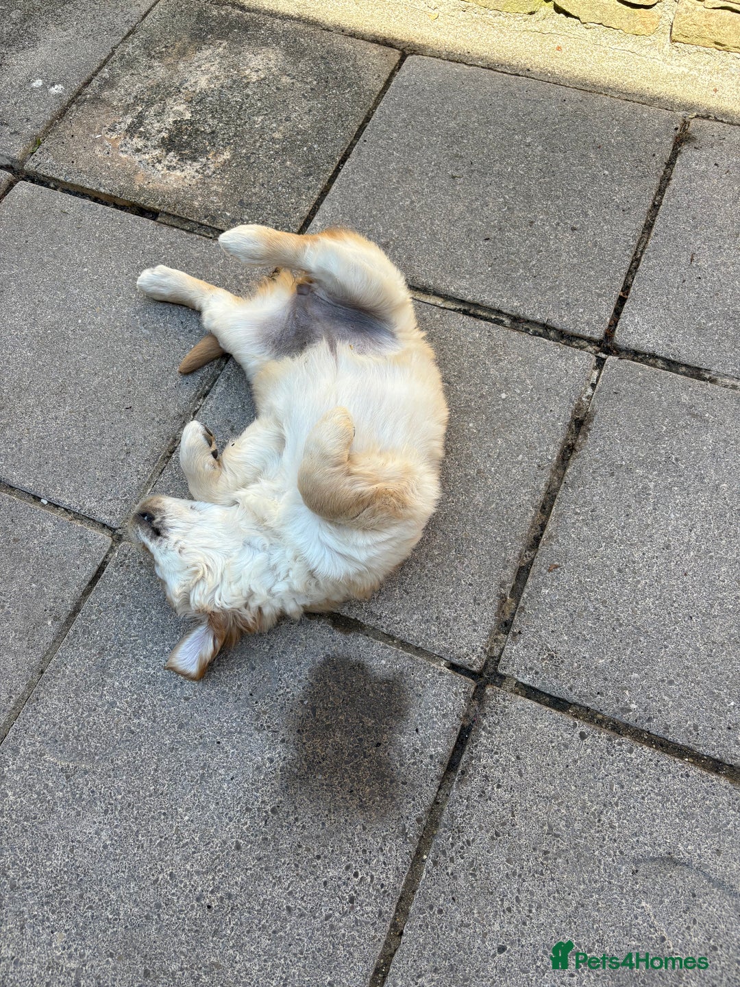 Golden Retriever dogs for sale: Cream beautiful golden retriever  - Image 3