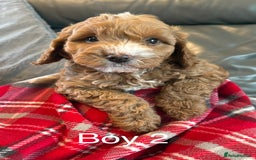 Cockapoo dogs for sale: F1 Cockapoo Puppies - Image 4