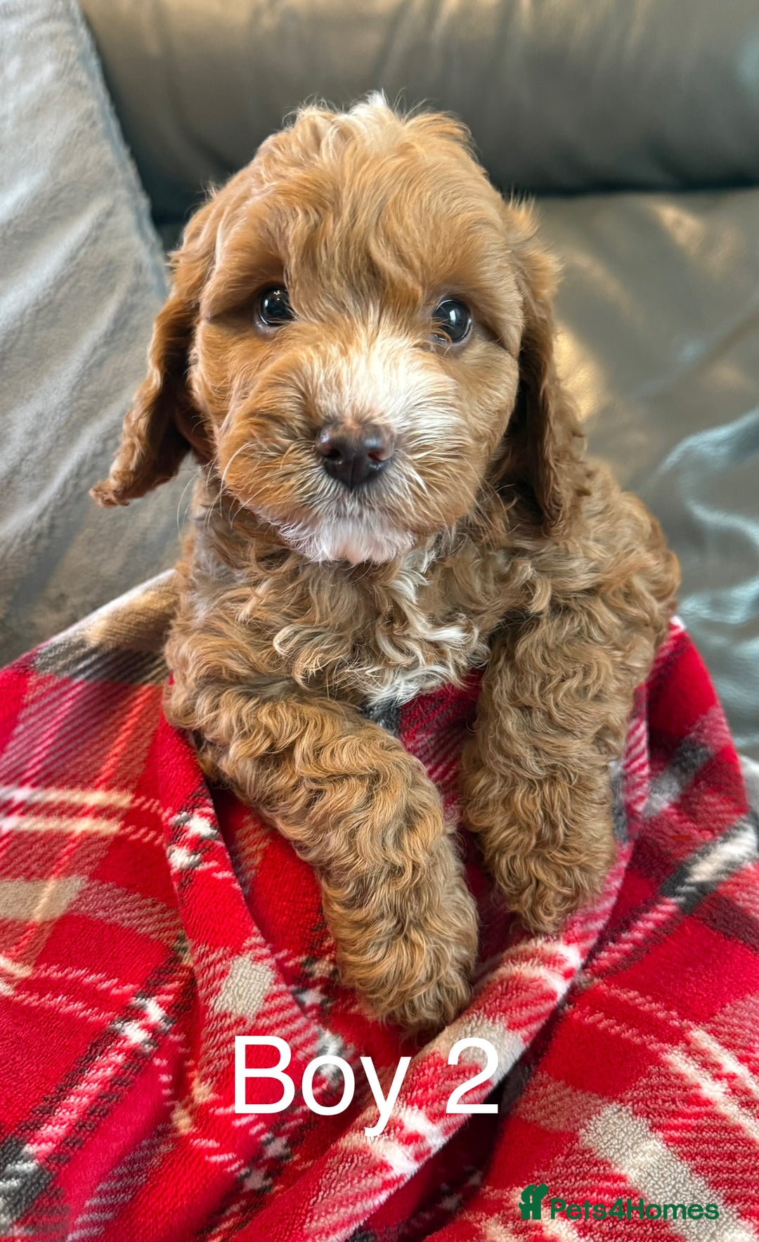 Cockapoo dogs for sale: F1 Cockapoo Puppies - Image 4