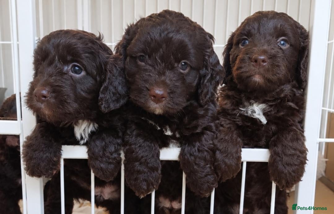 Cockapoo dogs Chocolate cockerpoos  - Advert 1
