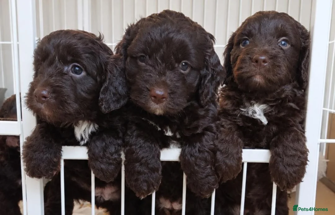 Cockapoo dogs for sale: Chocolate cockerpoos  - Advert 1