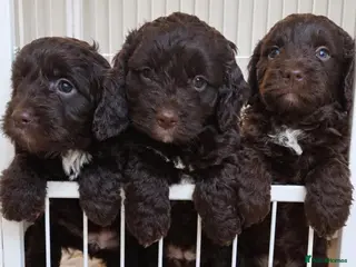 Cockapoo dogs Chocolate cockerpoos - Advert 1
