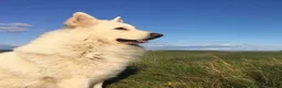 German Shepherd dogs for sale: Stunning ICE white KC long haired GSD pups  in Ripon - Advert 22