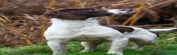 English Springer Spaniel dogs for sale: Superb Springer Spaniel puppies  - Advert 5