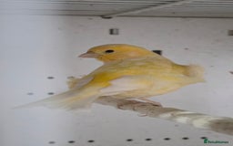 Canaries birds for sale: Canaries  - Image 21