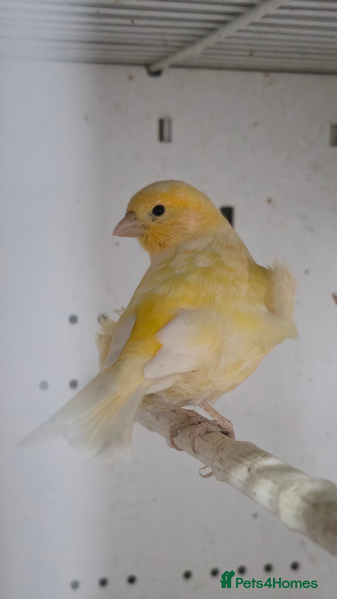 Canaries birds for sale: Canaries  - Image 21