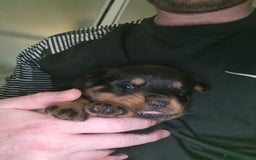 Rottweiler dogs for sale: Rottweiler  - Image 10