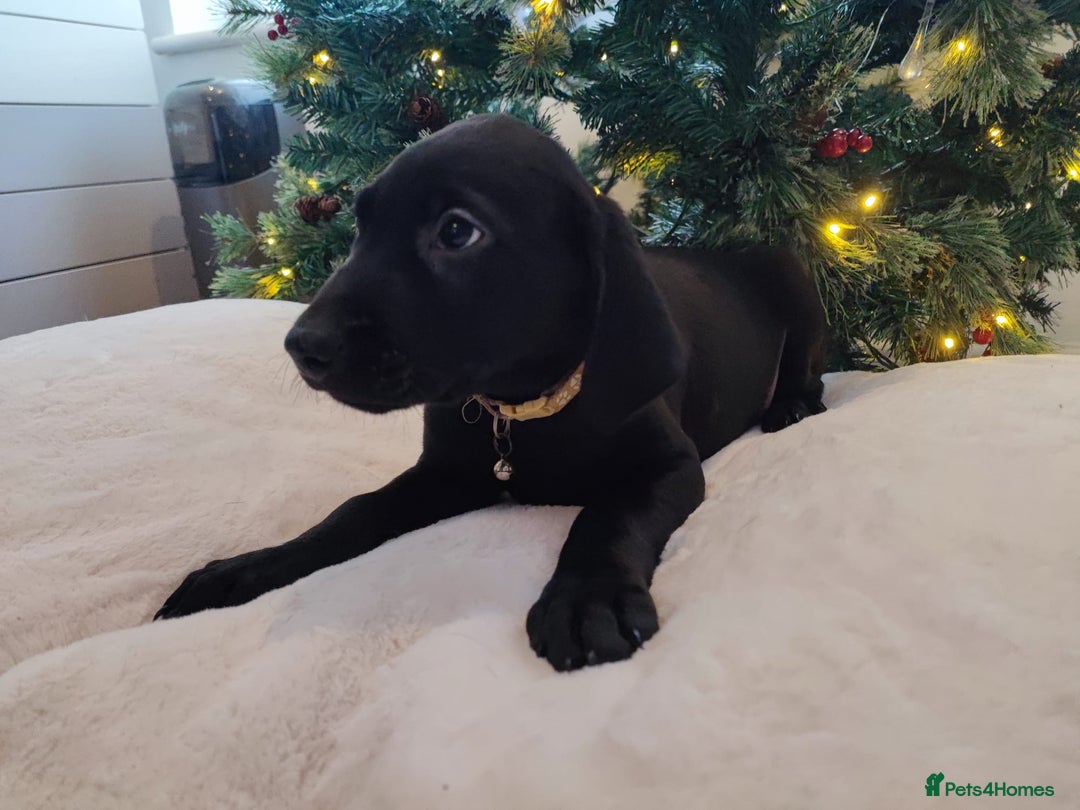 Labrador Retriever dogs for sale: Fully Health Tested Outstanding KC Reg Puppies - Advert 13
