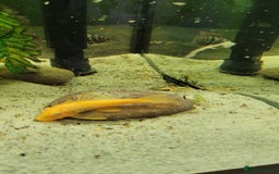 Cichlids fish for sale: Tropical fish and fish tanks in Uxbridge - Image 5