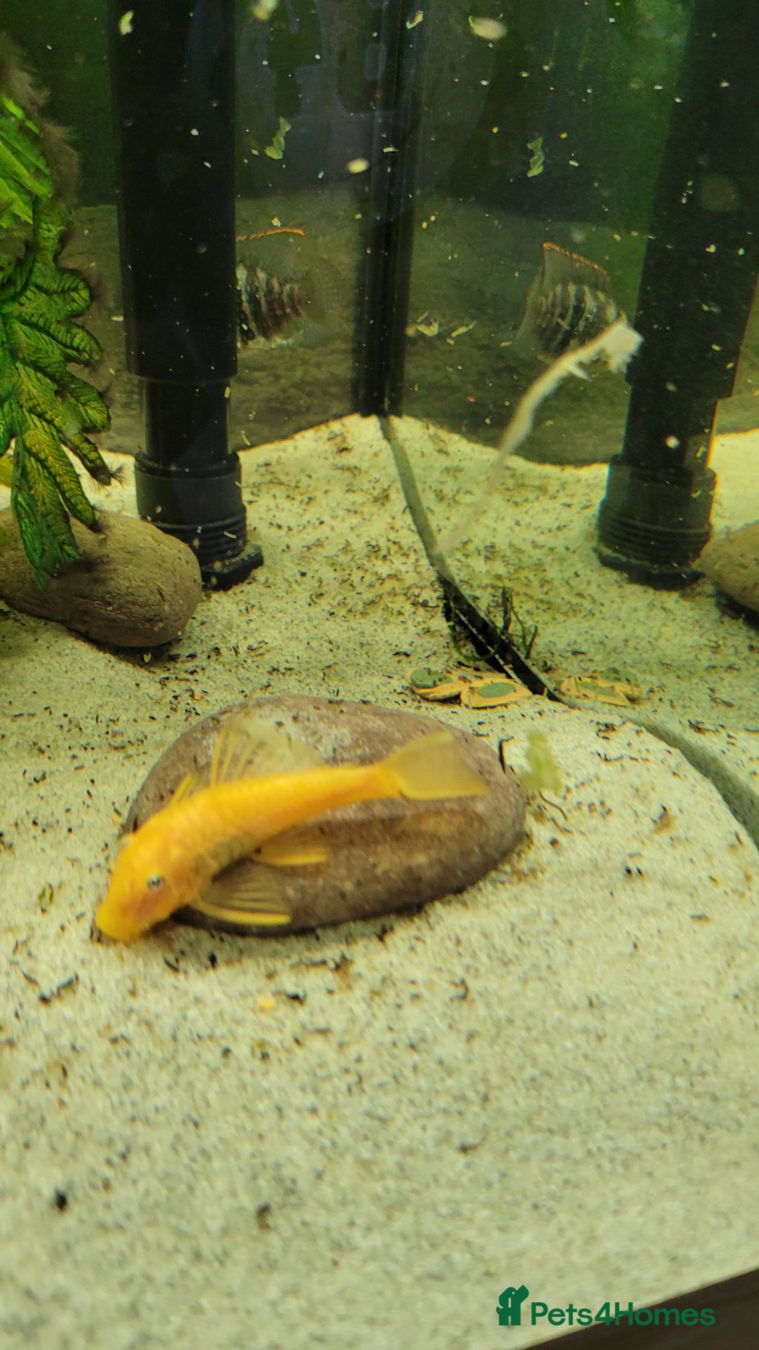 Cichlids fish for sale: Tropical fish and fish tanks in Uxbridge - Image 5