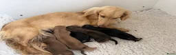 Miniature Dachshund dogs for sale: Stunning long hair  KC,PRA & BVA eye clear parents - Advert 16