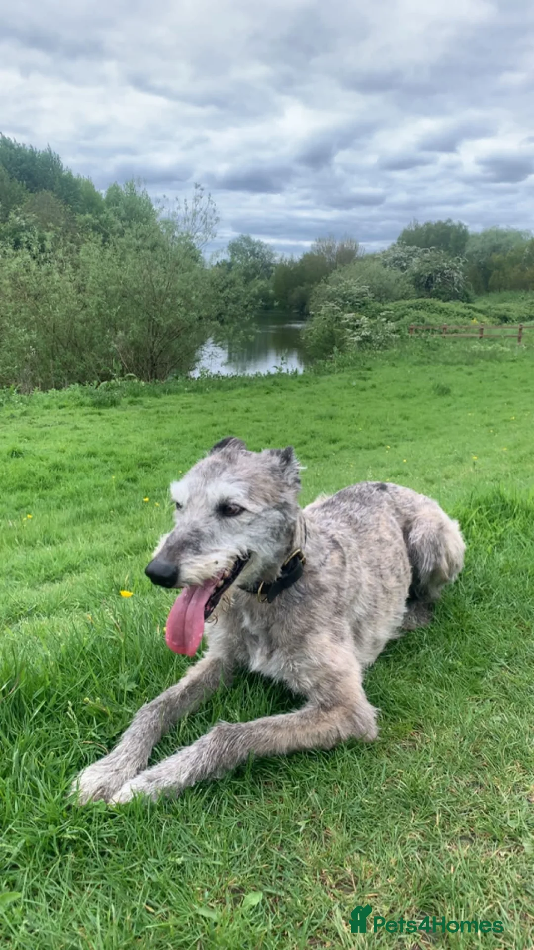 Mixed Breed dogs for sale: lurcher x bull x Greyhound  in Castleford - Advert 2